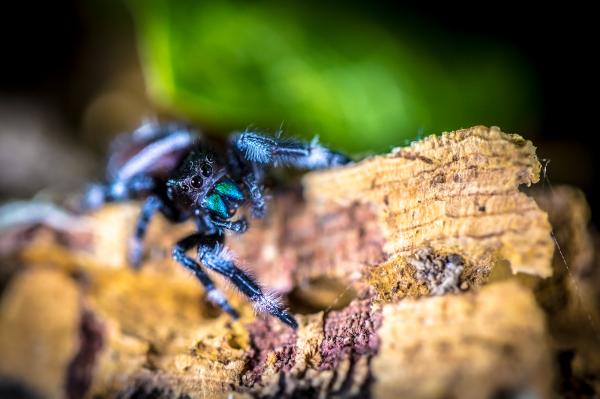 Phidippus Otiosus